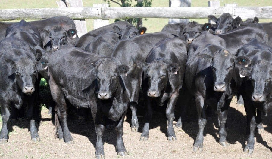 These Wattletop blood Angus heifers sold for the top price of $2590. The 18-19 month old girls from Walcha, NSW were PTIC to Wagyu bulls.