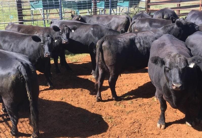 These three-in-one 2-8 year old Angus cows from Nemingha, NSW, with Angus calves at foot and PTIC, sold this morning for $3250.
