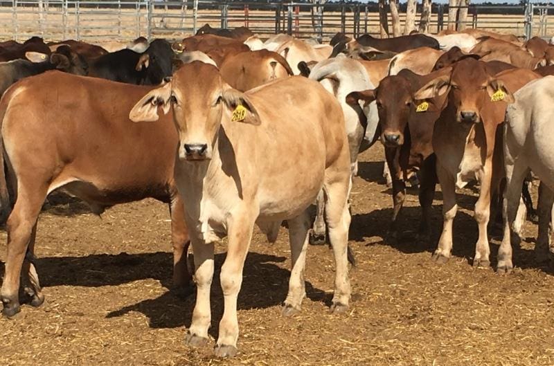 Part of a line of 204 Brahman backgrounder steers out of Tambo, central western Qld,, 285kg at 16-20 months that made 343.8c or $978 a head today