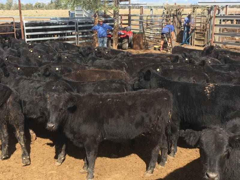 This stand-out line of 120 9-10 month old weaned Angus heifers averaging 225kg from Come By Chance, NSW made 529c/kg or $1190