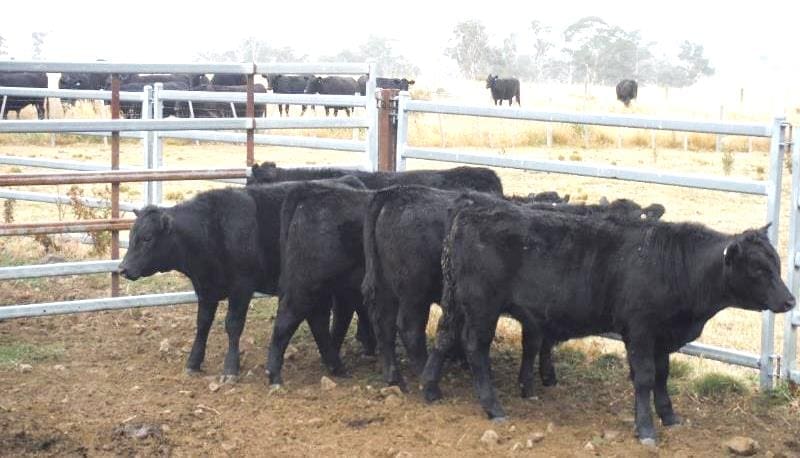 Portion of a line of 226kg six-month-old Angus steers from Lemont, TAS selling for 501c/kg or $1130 on Friday.