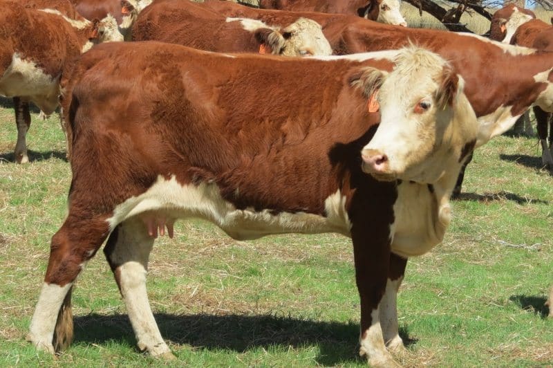 This line 26-32 month old Hereford heifers with Hereford x Angus calves averaging 46kg at foot from Boorowa, NSW sold for $2620. 