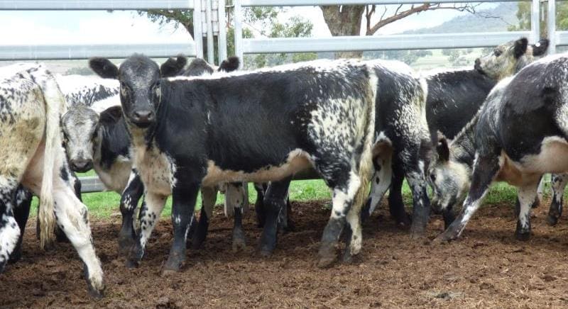 Portion of a line of 212kg Speckle Park/Angus, 6-7 month old heifers from Scone, NSW selling for 601c/$1275 yesterday.