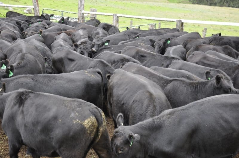 These 21-23 month old Angus heifers from Tenterfield, NSW, PTIC to Angus bulls made $2320 yesterday.