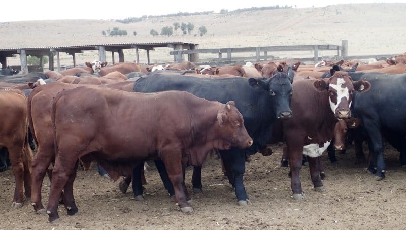 Part of a line of 156 EU-eligible Santa x Hereford feeder steers from  Wandoan, QLD, 456kg at 15-18 months, which made 345c/kg or $1575 yesterday