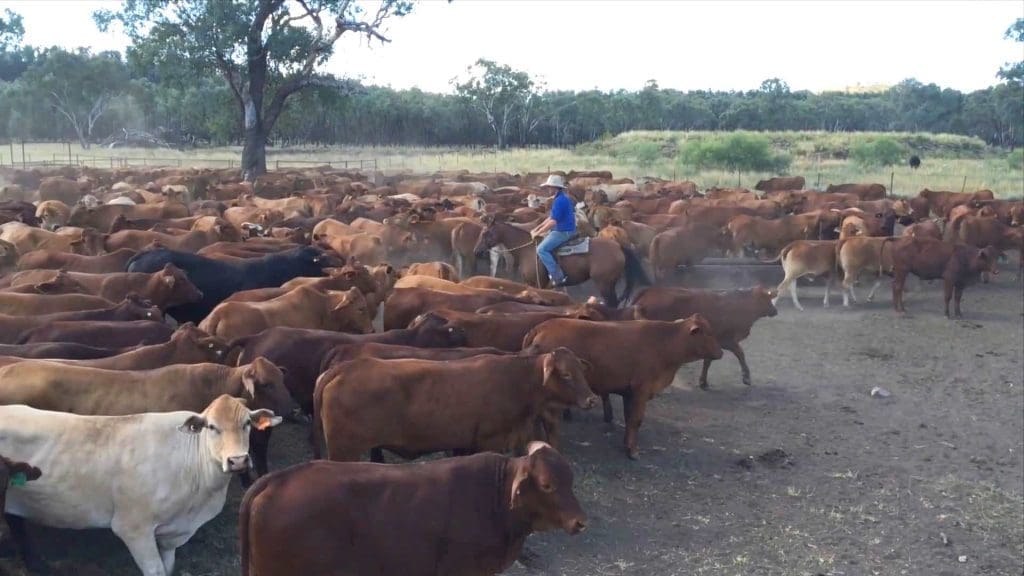 Australian Country Choice is one of the larger lessees of pastoral land in Australia, with non-owned lands accounting for 176,000 hectares 