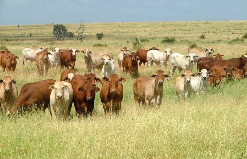 Buffel grass paddock Central Queensland