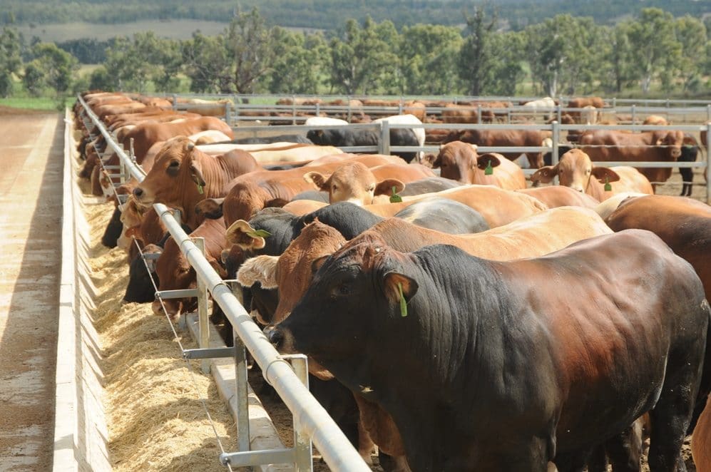 Modern feedlot infrastructure at Glen Gowrie has a licensed capacity for 2280 SCU, and includes 349ha of good red and black farming country used for dryland and irrigated cropping
