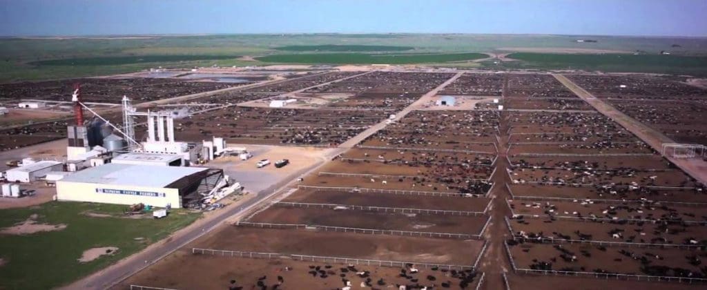 Green Plains feedlot in Kansas 