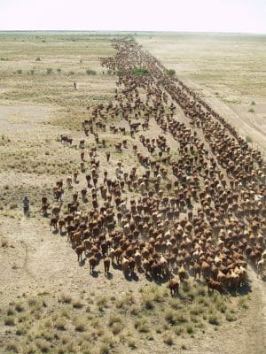 Moving a mob of cattle on Brunette Downs