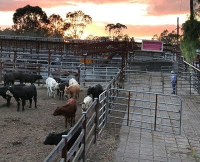 Singleton Saleyard (1) - Copy