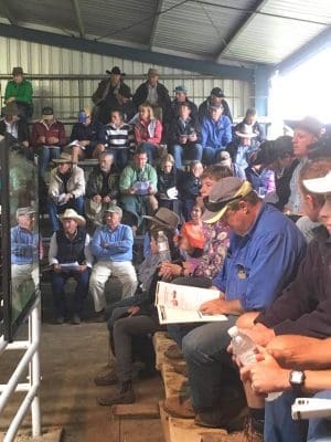 Part of the large crowd around the sale ring at Spry's Shorthorn and Angus bull sale on Friday