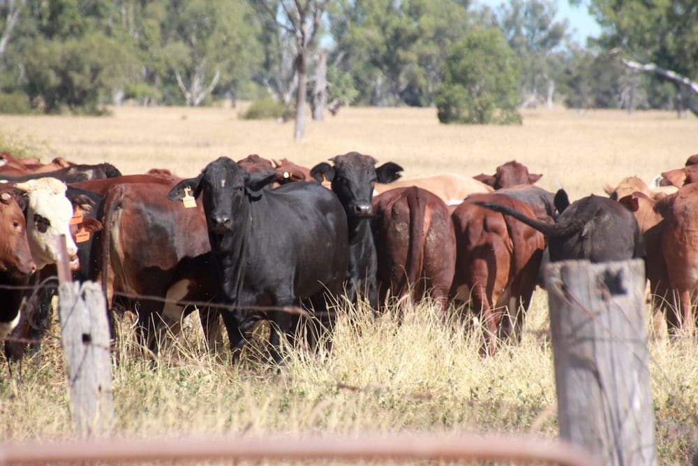Are cattle left or right hoofed? - Beef Central