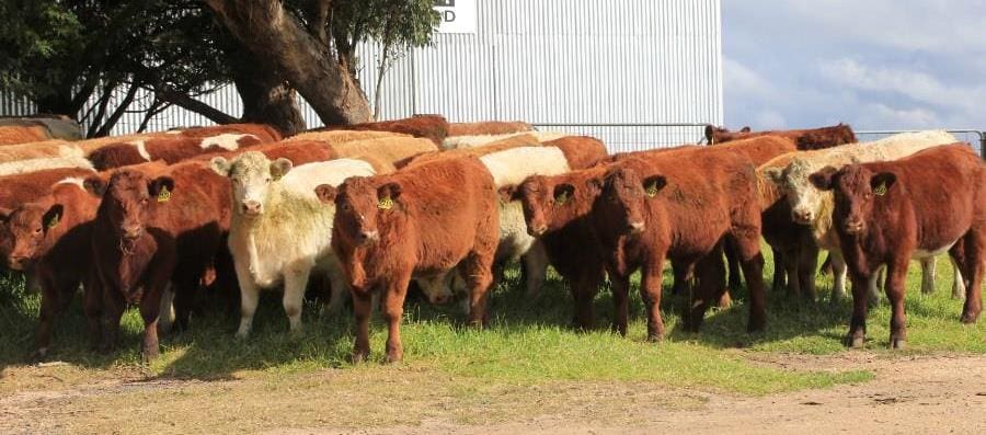 A line of 50 9-11 month old 307kg EU-eligible Charolais/ Shorthorn steers from Wollomombi NSW, which sold yesterday for 375c or $1150. Their sisters 277kg made $950.