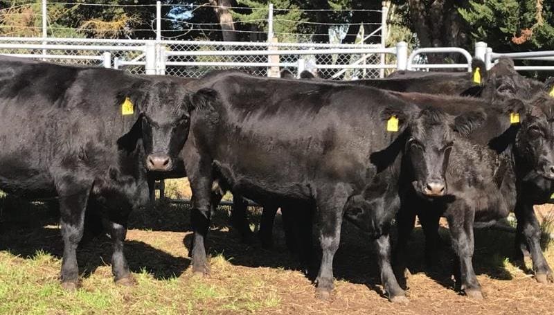 PTIC proven breeders averaged $1632 with a top price of $2305 for a line of 3 to 3.5 year old Angus Cows from Echunga, SA, PTIC to Angus and Simmental bulls. 