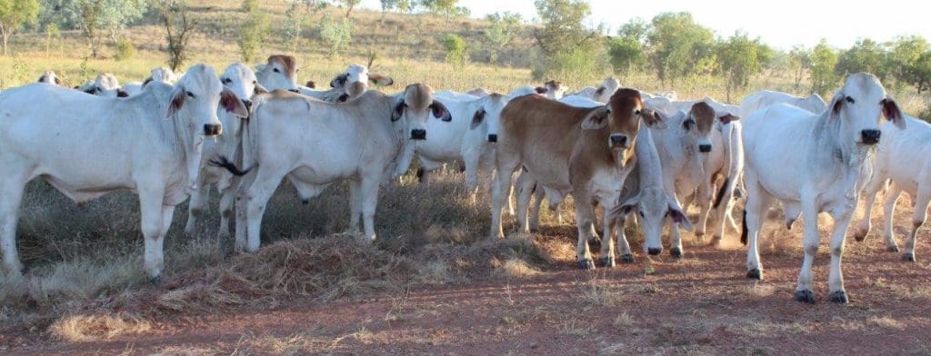 Part of the large line of Heytesbury Pastoral Co Brahman steers 18-32 months averaging 322kg that sold for 315-318c/kg on-property southwest of Katherine on Friday.