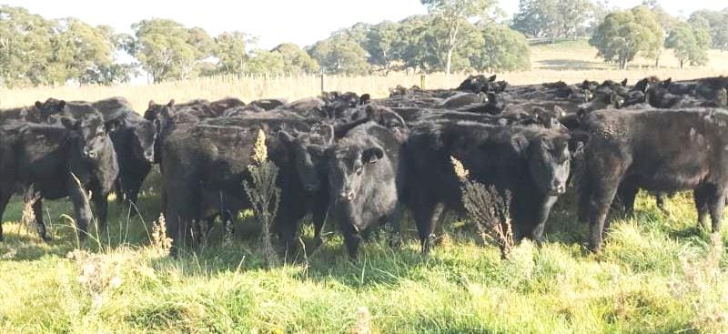 These 9-10-month old 365kg Angus heifers from Glen Avon, Guyra, NSW made 494.8c or $1310 on Friday