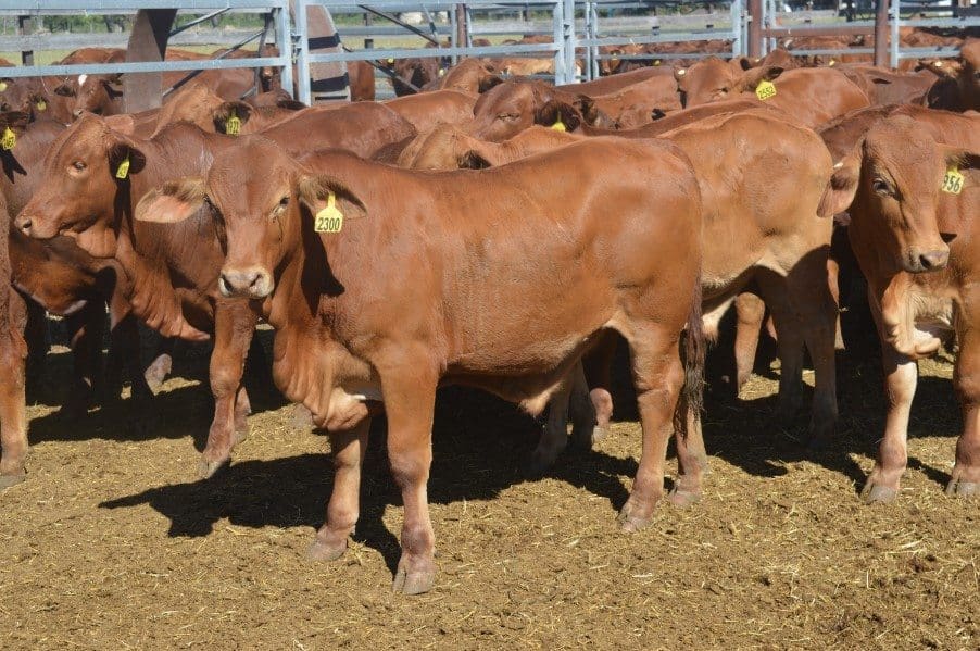 This line of 71 6-9-month-old Droughtmaster x steers from Moura, QLD averaging 256kg made 433c/kg or $1120 yesterday.