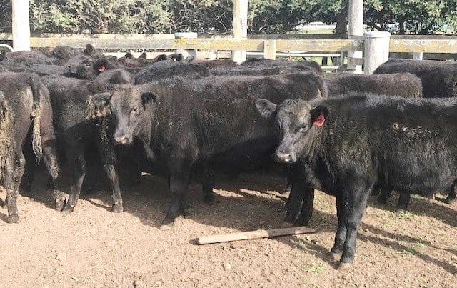 Part of a line of 35 Wagyu x Angus mixed sex weaners 9-14 months averaging 223kg from Moss Vale, NSW which made 520.8c or $1160 yesterday.