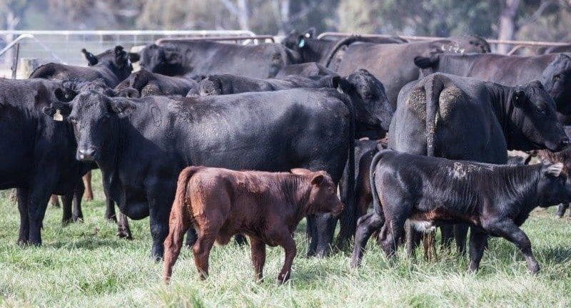 This line of 6-9 year old Santa cross cows from Walcha NSW, with young Santa and Angus calves at foot, sold for $2290 yesterday. 