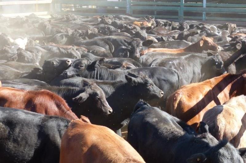 Part of a line of 168 5-10 month old Brangus steers 235kg, from Blackwater in Central QLD, which sold yesterday for 439c/kg or $1030