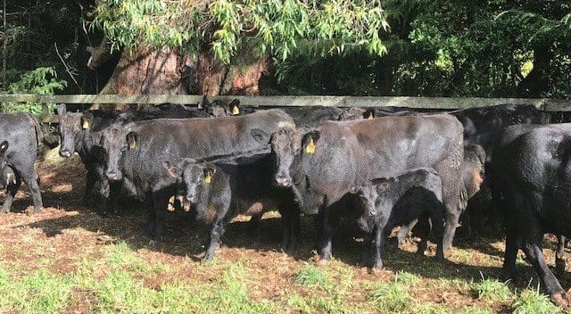 These 5-6-year-old Angus cows and calves from Kangaloon on the NSW Southern Tablelands made $2940 yesterday.