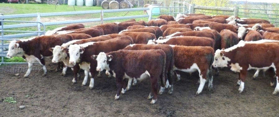 These 8-9 month old EU-eligible Poll Hereford steers 256kg from Bombala, NSW sold for 466c or $1195 yesterday