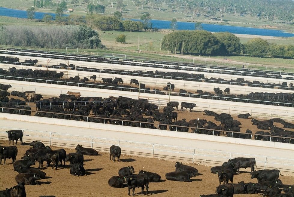 Angus on feed Rangers Valley feedlot