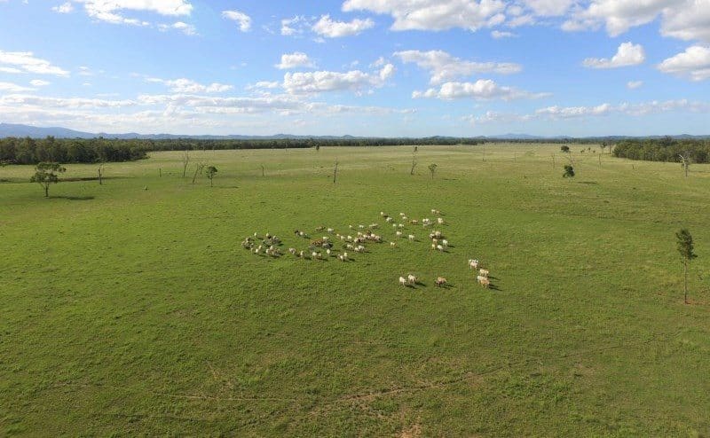 Galloway Plains is quality breeding country, carrying mostly improved Rhodes grass and stylos supporting native bluegrass spear grass.