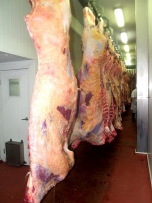 These heavy grassfed carcases in a southern Australian plant averaged close to 380kg dressed weight. 