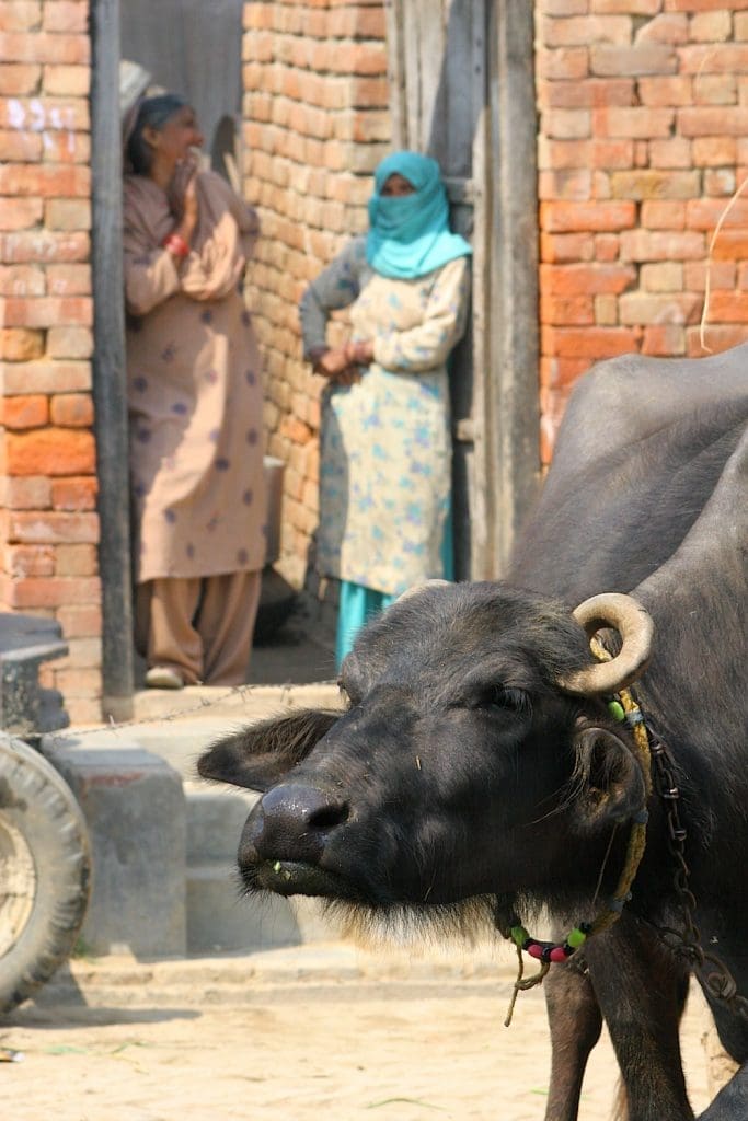 Is Cow Slaughter Banned In India All About Cow Photos is-cow-slaughter-banned-in-india-all-about-cow-photos