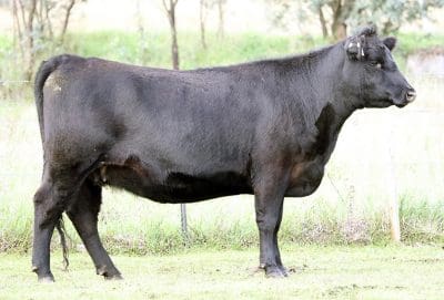 Equal top priced female at $38,000 at yesterday's phase 1 Wattletop dispersal was this three-year-old Franklin G188 daughter, bought by Bannaby Angus Taralga, NSW.