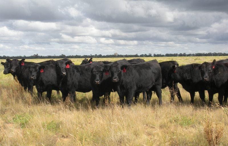 Raheen has run both Angus cattle and Collinsville-blood Merino ewes