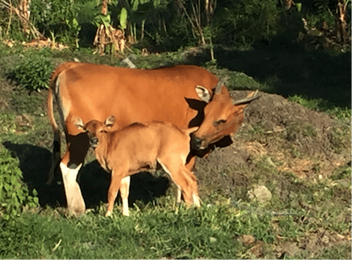 bali cow calf