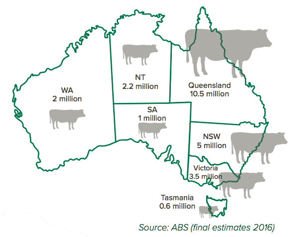 Constance Cattle