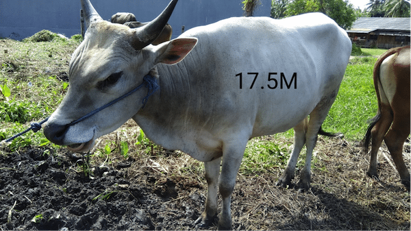 Foto Sapi Related Keywords - Foto Sapi Long Tail Keywords Foto Sapi Related Keywords - Foto Sapi Long Tail Keywords