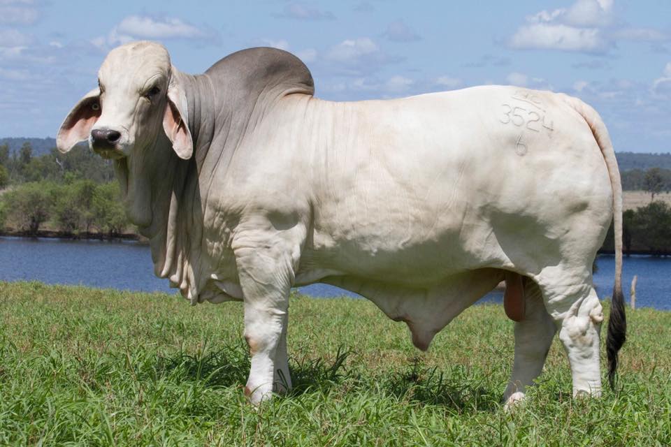 NCC Brahman bull sets $325,000 all breeds record price ...