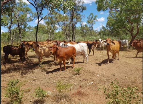 Movement At The Station Properties For Sale Beef Central