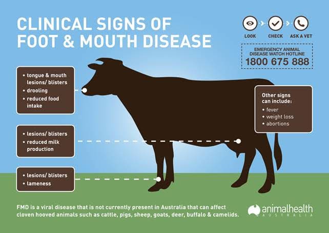 Do you know the signs of Foot and Mouth Disease? - Beef Central