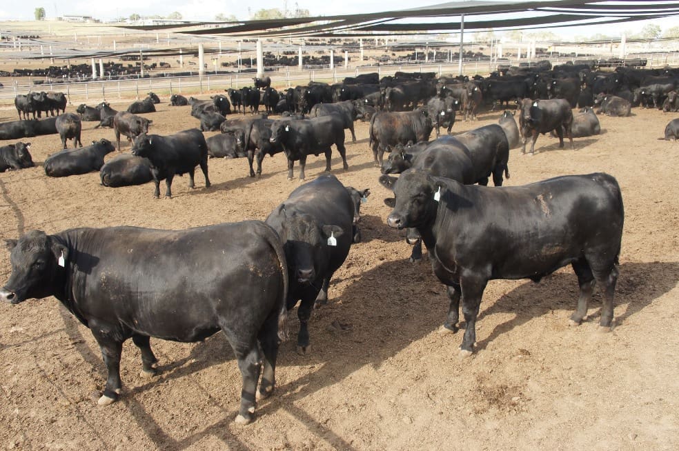 Top 25 Lotfeeders: No 3 – NH Foods Whyalla Beef - Beef Central