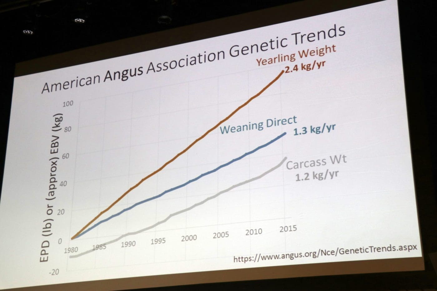 Angus Weight Chart