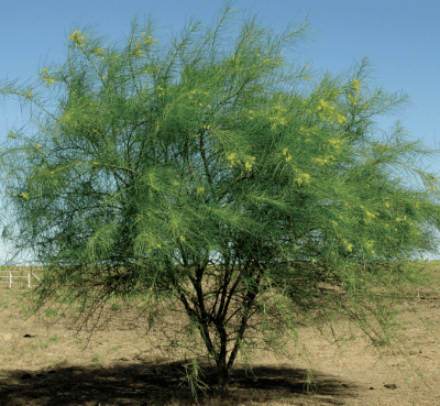 Parkinsonia