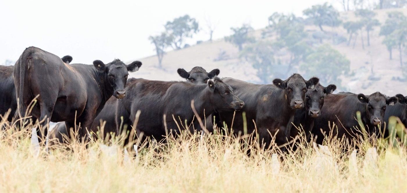 What are some of the options with livestock finance in a dropping market?