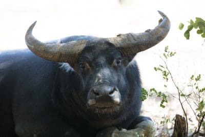 Water buffalo in Northern Australia. Credit: Peter Cooke.