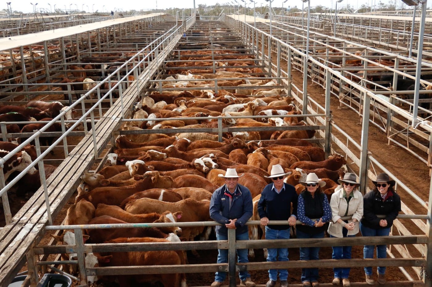 Roma store sale 28 July 2020: Competition firm for quality lines - Beef  Central