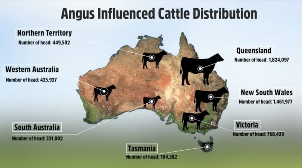 48pc Australian breeding females Angus influenced, survey suggests - Beef Central