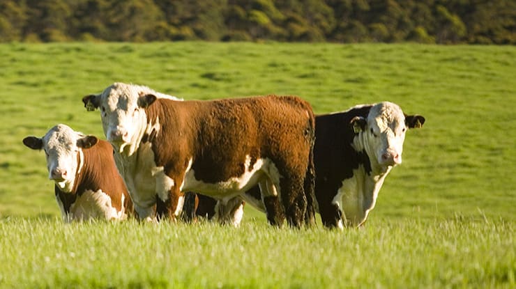 Carbon neutrality or climate neutrality? Scientists debate pathway for beef - Beef Central