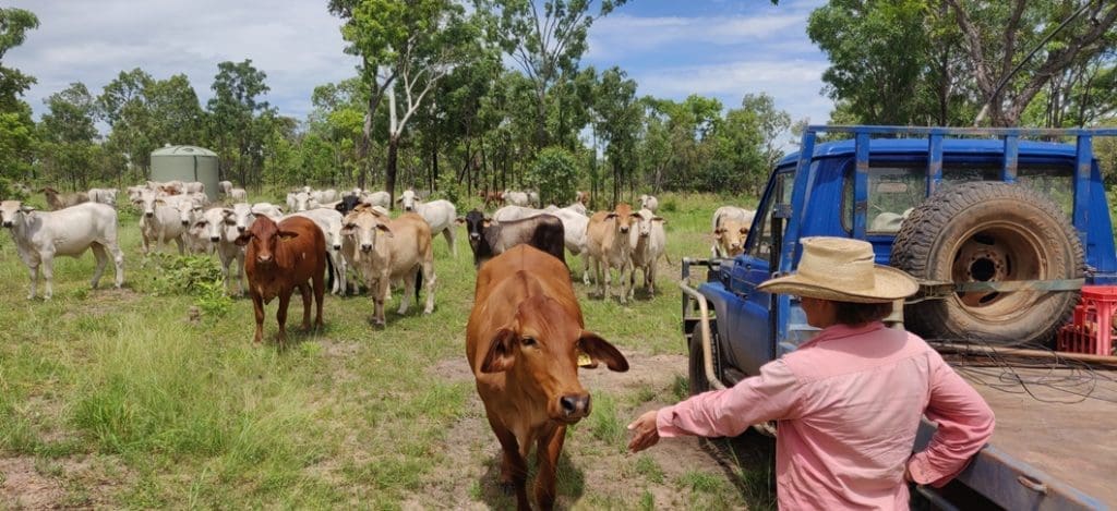 Mataranka Station Co-manager, Doris Baylis with some breeders