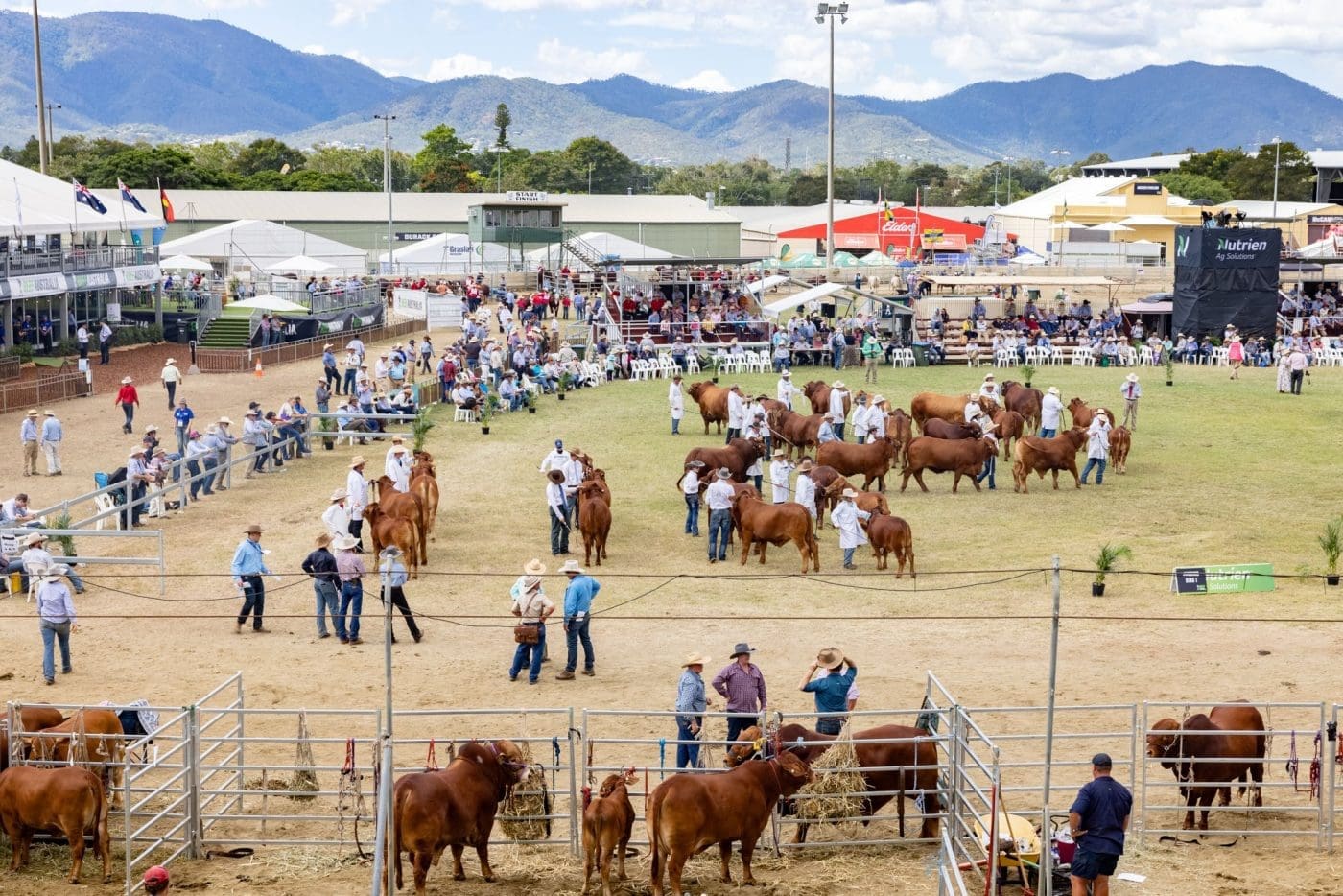 Beef Australia 2024 stud beef nominations draw closer Beef Central