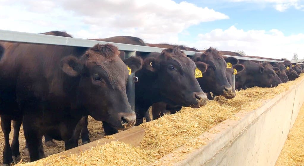 Mort & Co, AA Co reveal plans for large CQ feedlot developments 
